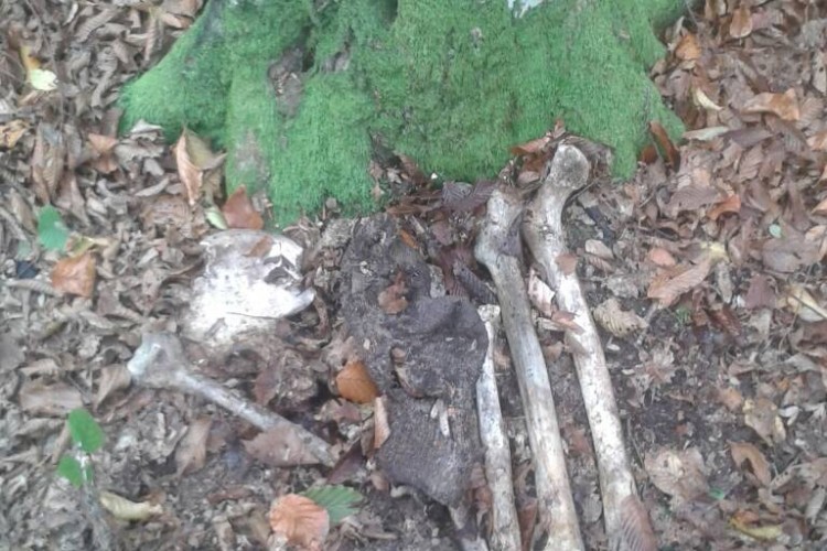 EXHUMATION COMPLETED IN BRATUNAC MUNICIPALITY