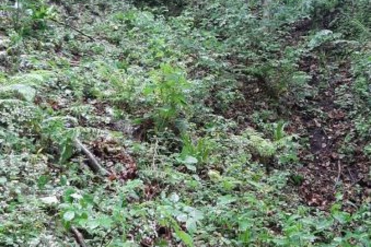 НА ВЛАШИЋУ ПРОНАЂЕНА ЛОКАЦИЈА СА ПОСМРТНИМ ОСТАЦИМА ВИШЕ ЛИЦА; ТУЖИЛАЦ ТУЖИЛАШТВА БиХ КООРДИНИСАО АКТИВНОСТИ НА ТЕРЕНУ