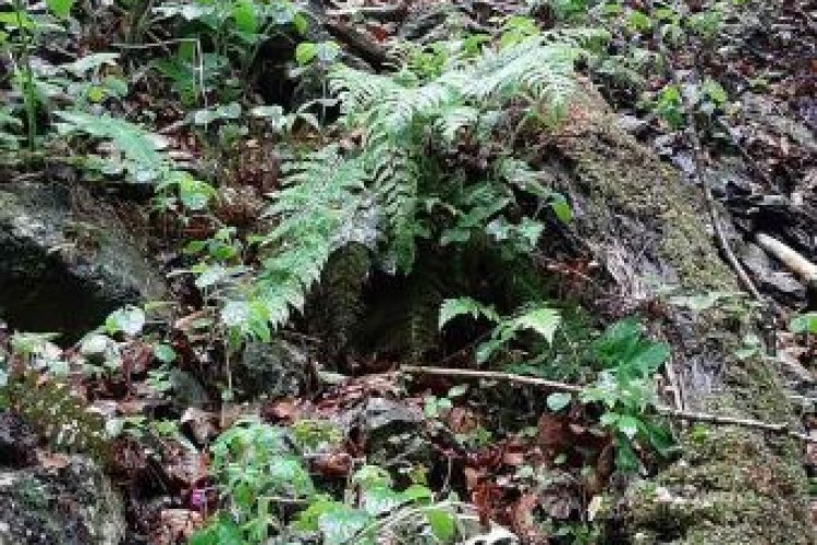 НА ВЛАШИЋУ ПРОНАЂЕНА ЛОКАЦИЈА СА ПОСМРТНИМ ОСТАЦИМА ВИШЕ ЛИЦА; ТУЖИЛАЦ ТУЖИЛАШТВА БиХ КООРДИНИСАО АКТИВНОСТИ НА ТЕРЕНУ